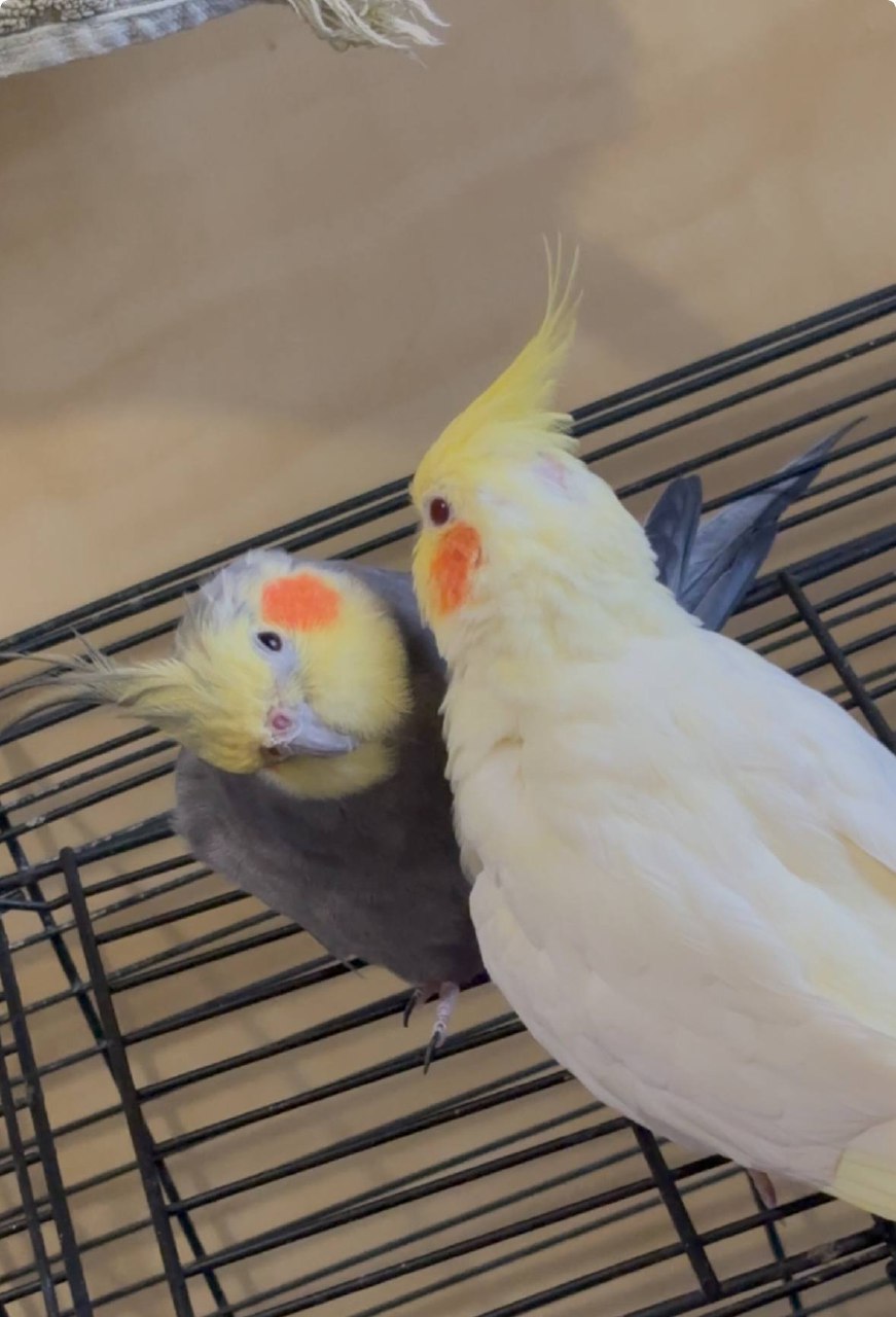 Продажа корелл мальчиков и девочек - Животные в Шахты