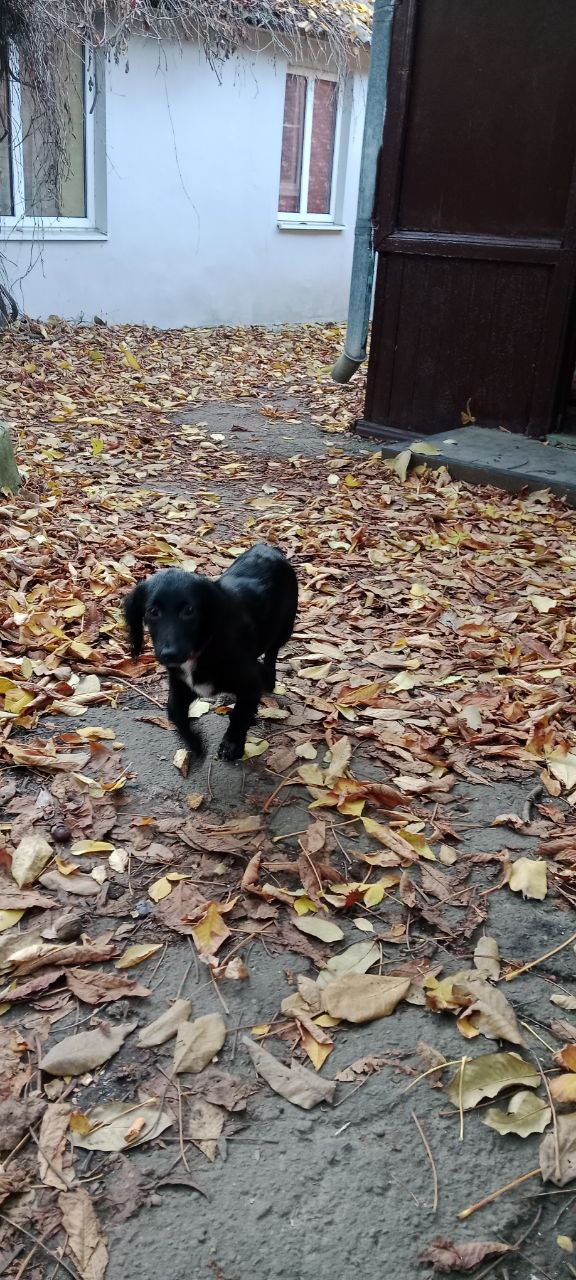 Пропала собака Булька - Животные в Шахты