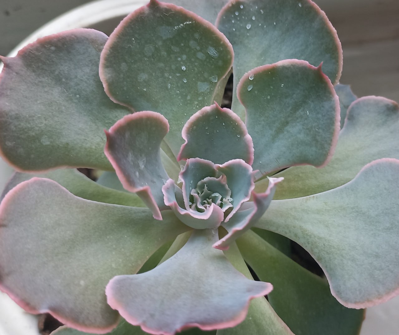 Продам домашнее растение Эхеверия - Хобби и отдых в Томск