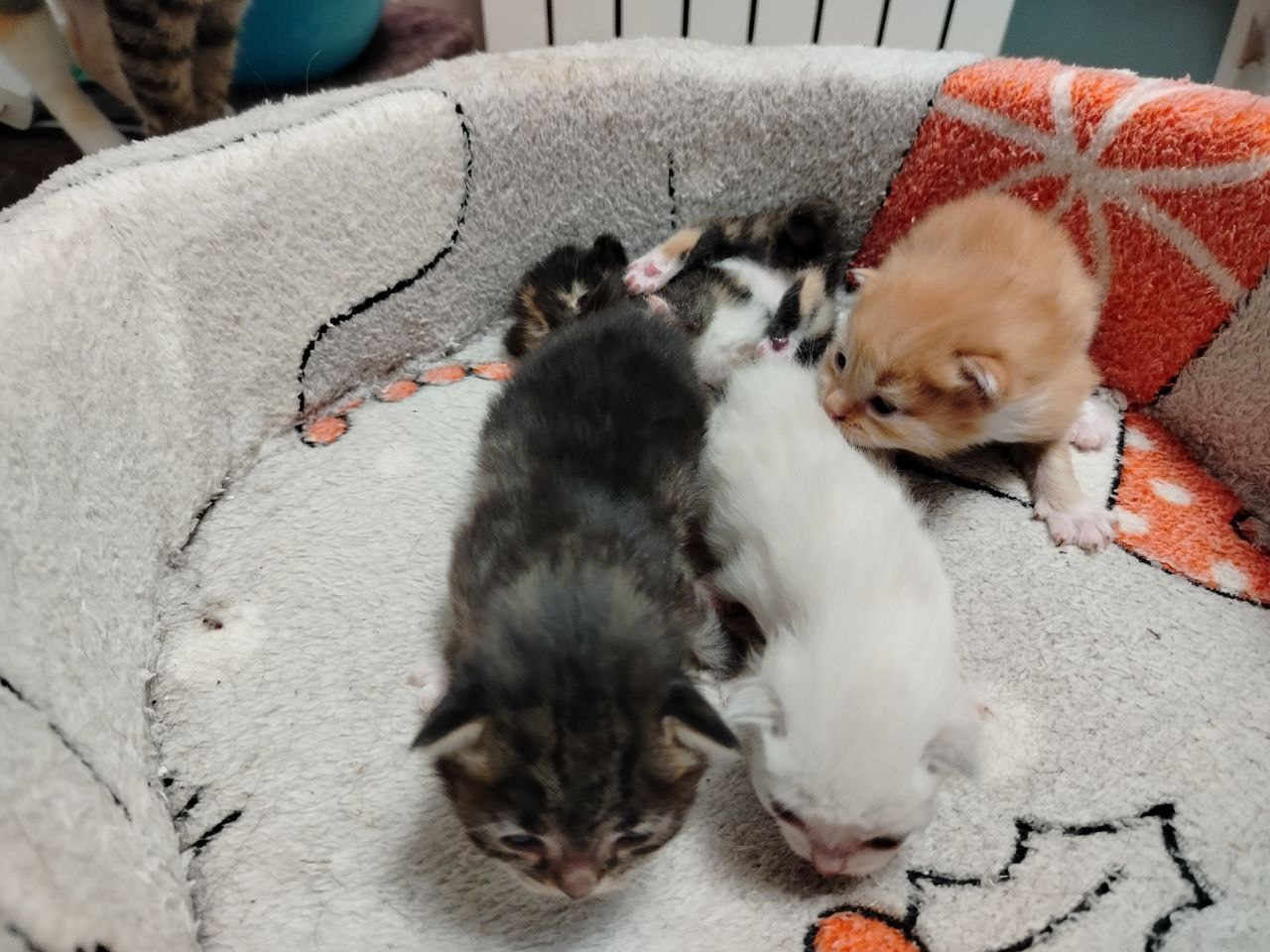 Котята ищут дом - Животные в Томск