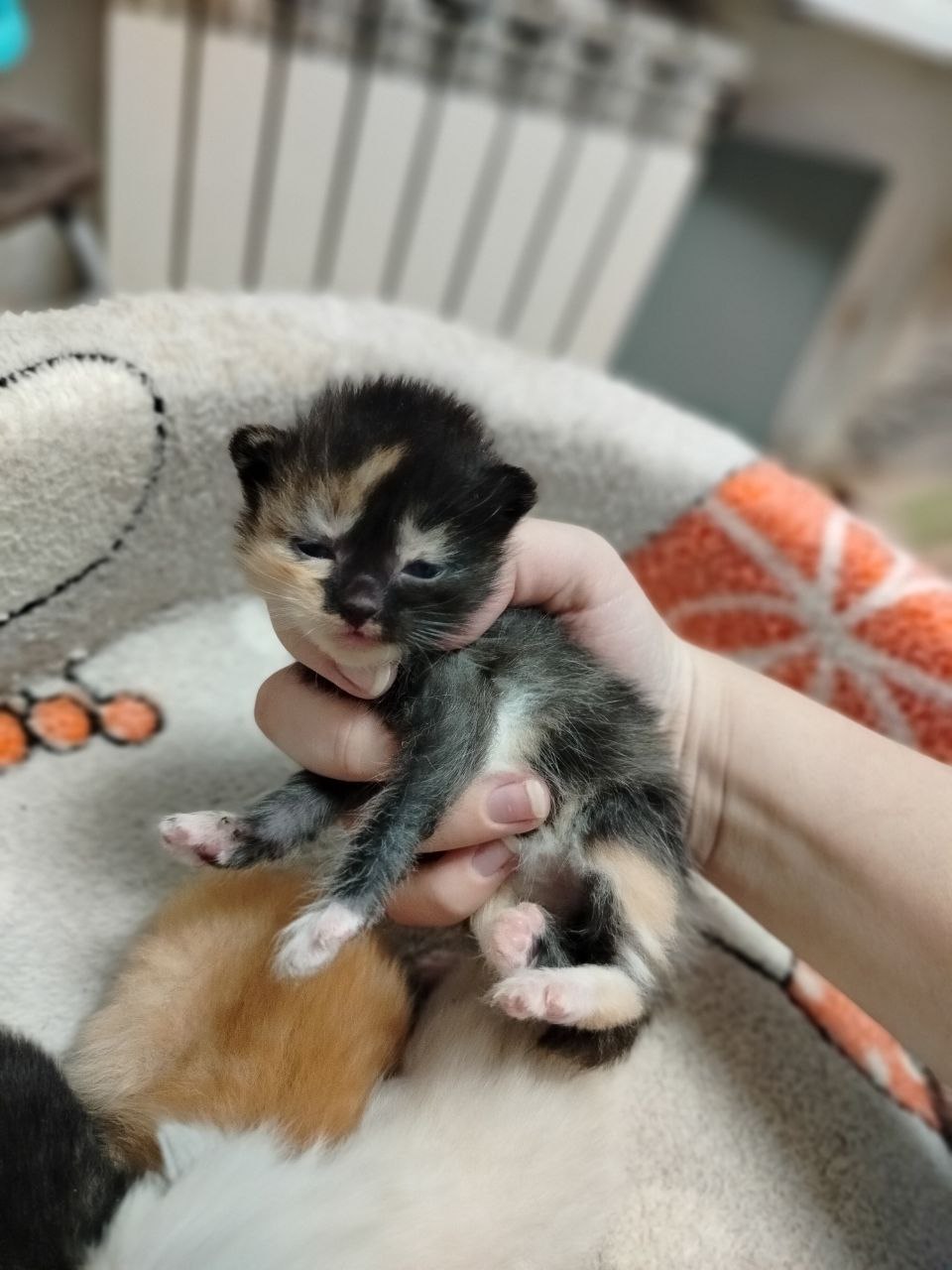 Котята ищут дом - Животные в Томск - фото 2