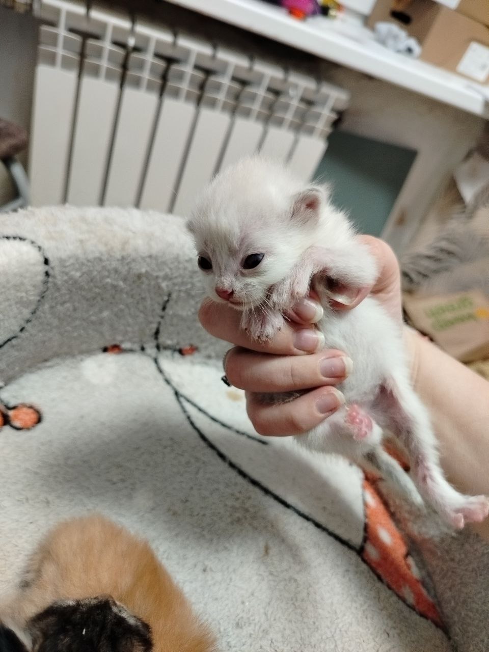 Котята ищут дом - Животные в Томск - фото 3