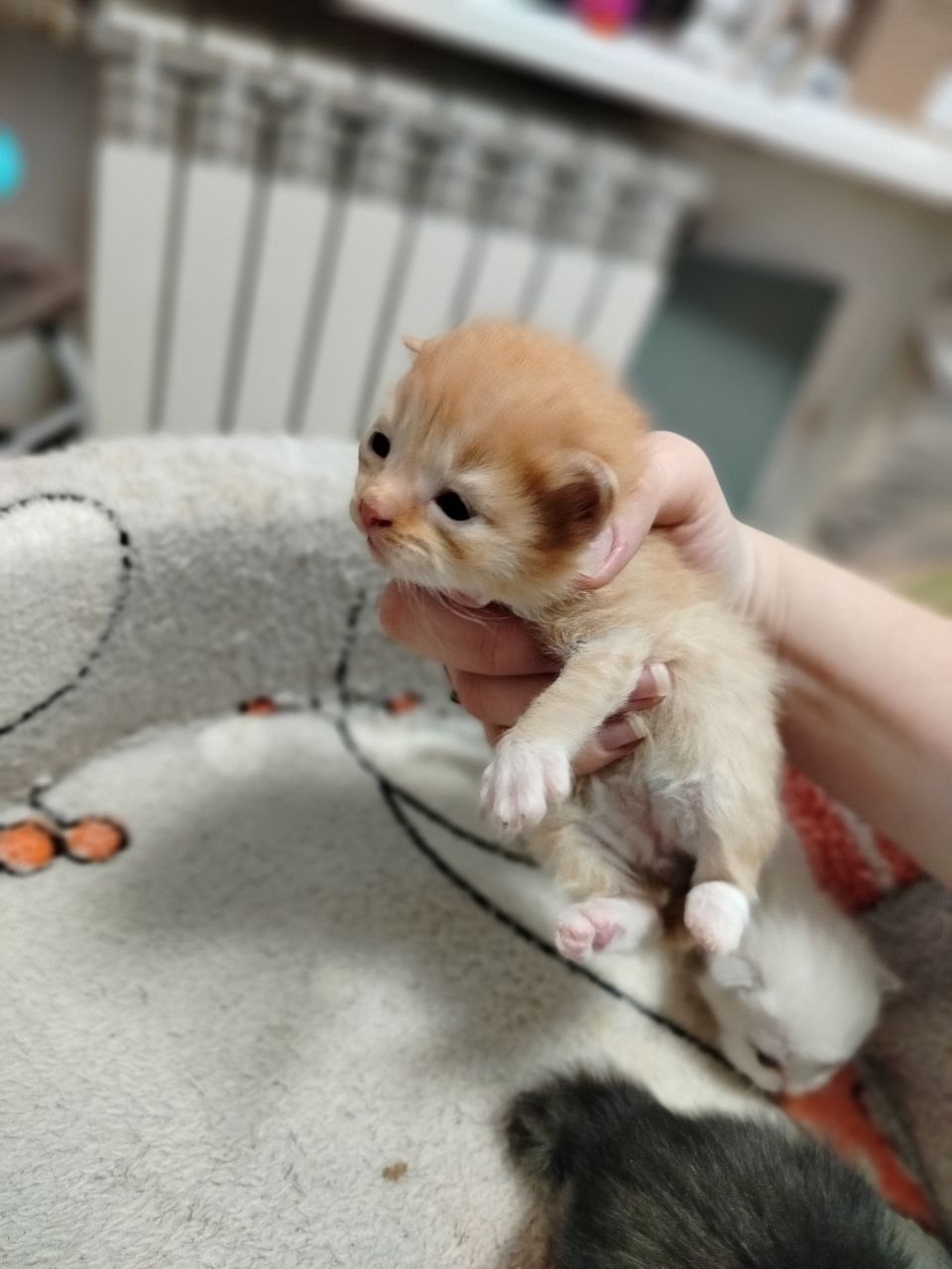 Котята ищут дом - Животные в Томск - фото 4