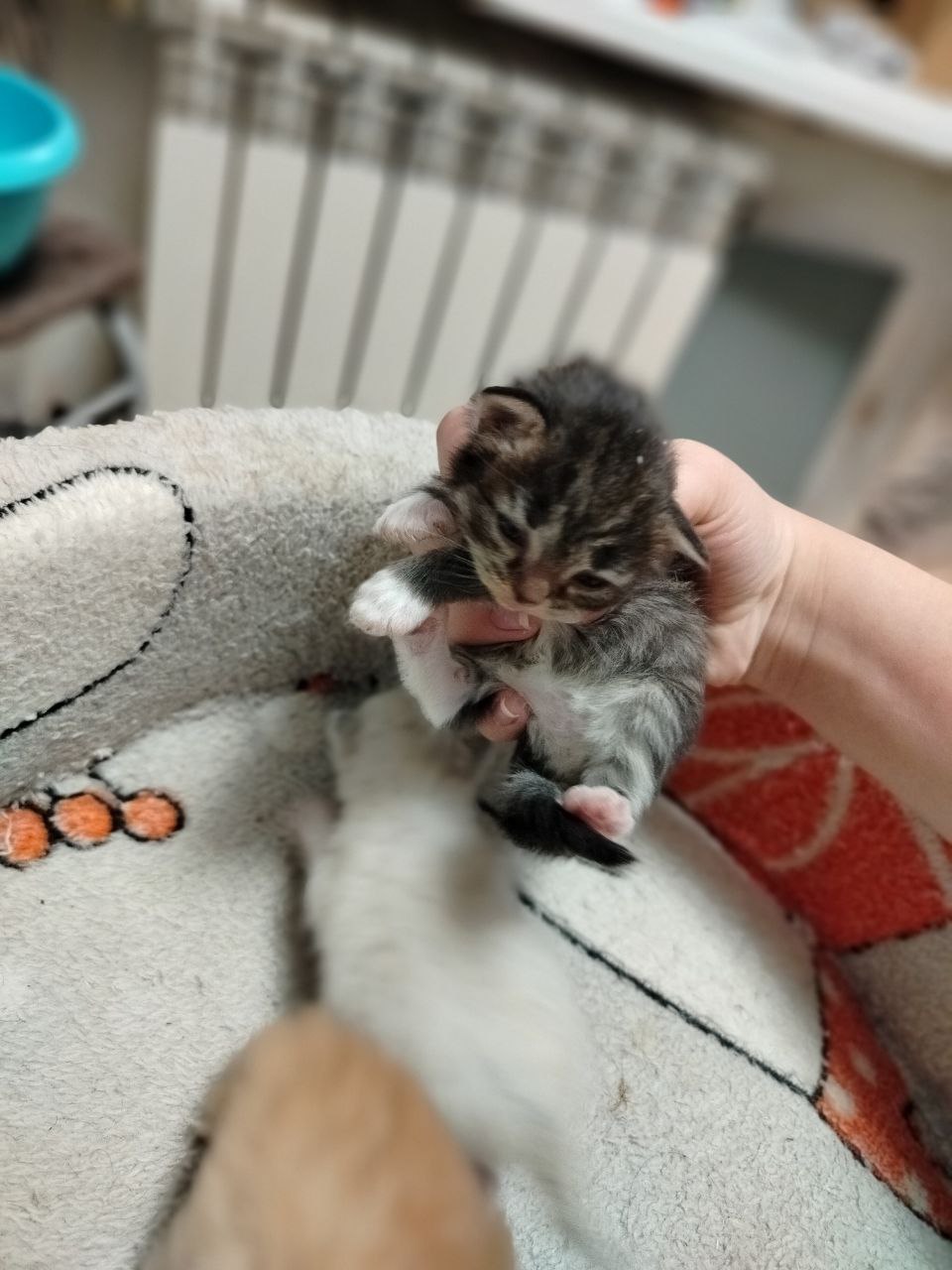 Котята ищут дом - Животные в Томск - фото 5