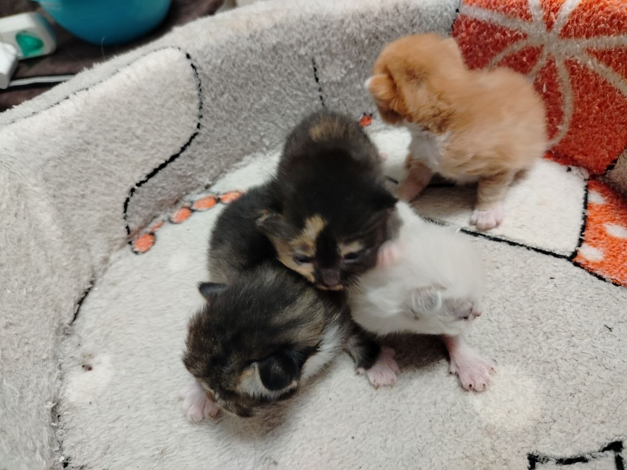 Котята ищут дом - Животные в Томск - фото 6