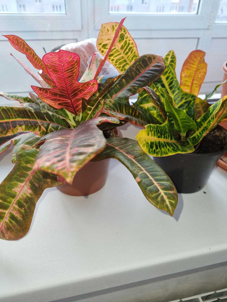 Кротон - Хобби и отдых в Томск