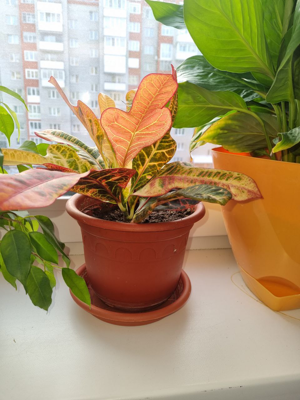 Кротон - Хобби и отдых в Томск - фото 2