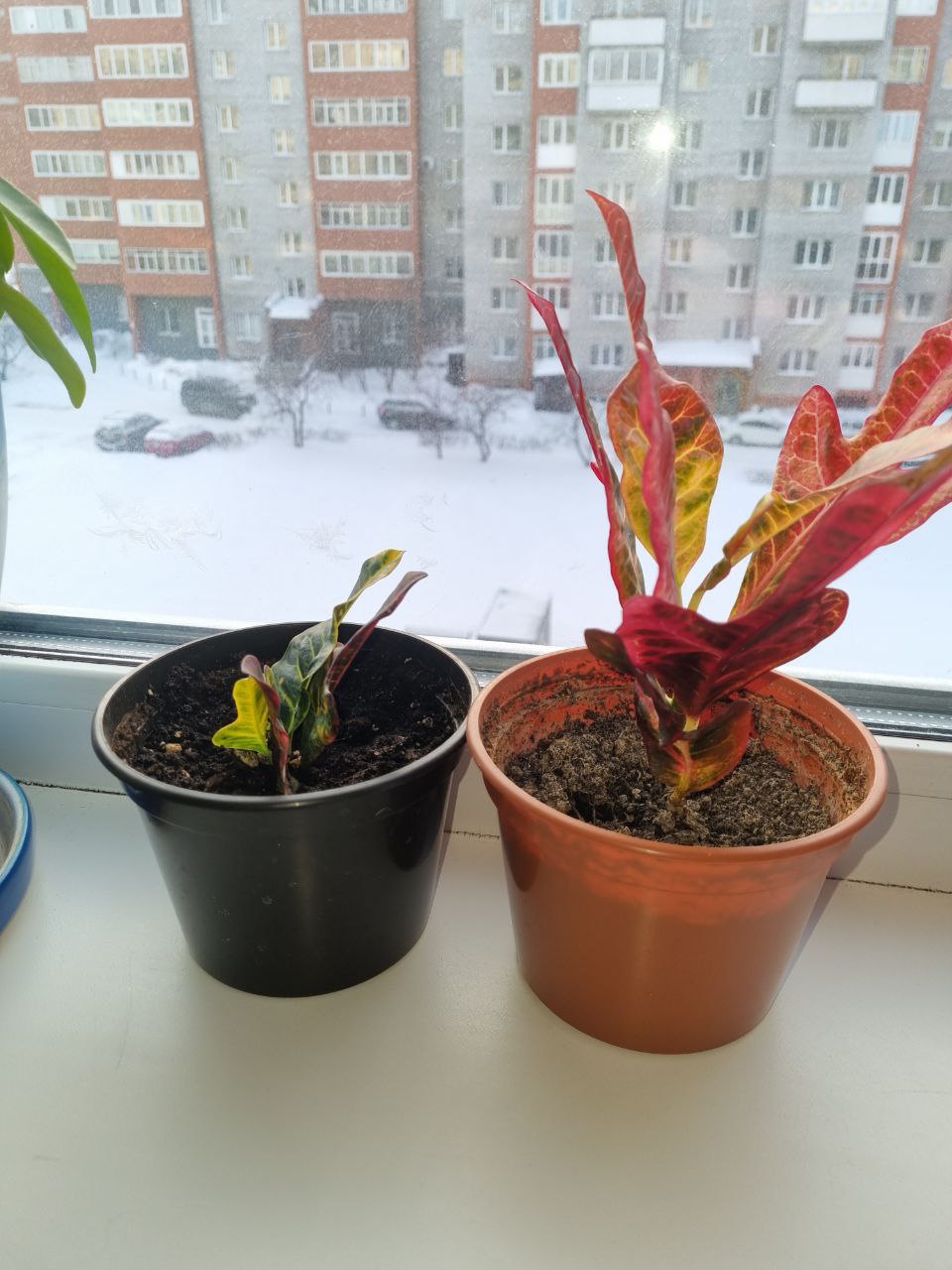 Кротон - Хобби и отдых в Томск - фото 3