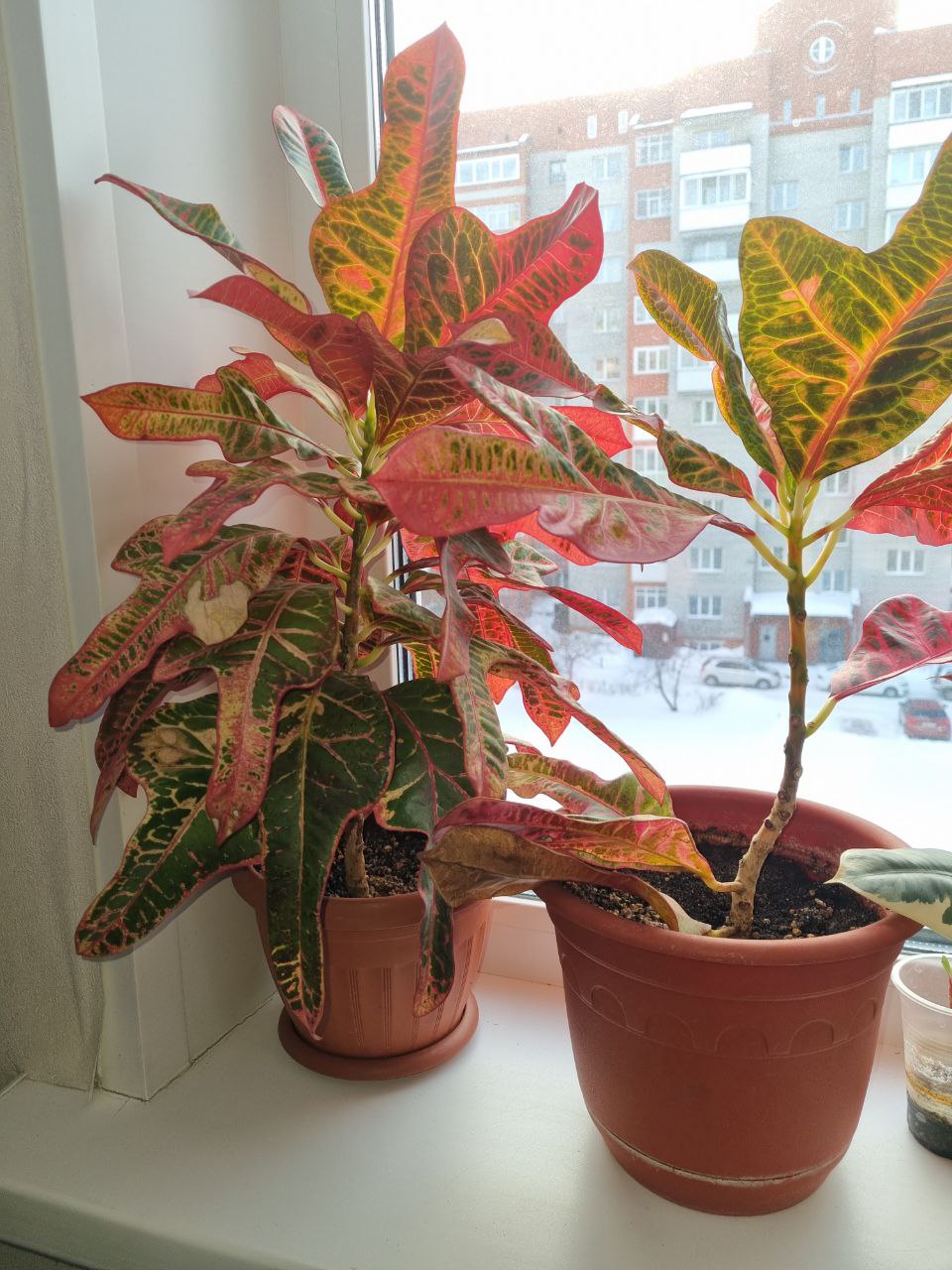 Кротон - Хобби и отдых в Томск - фото 4