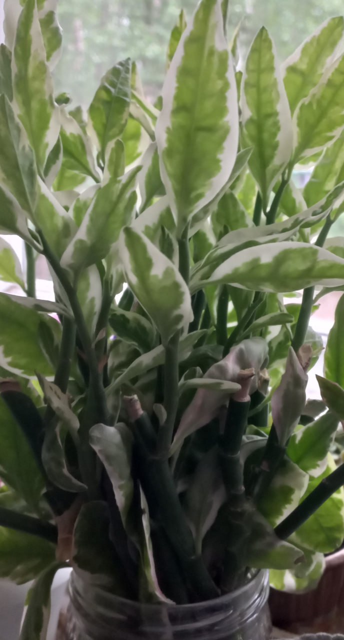 Продам укорененные черенки педилантуса - частное объявление в Томск