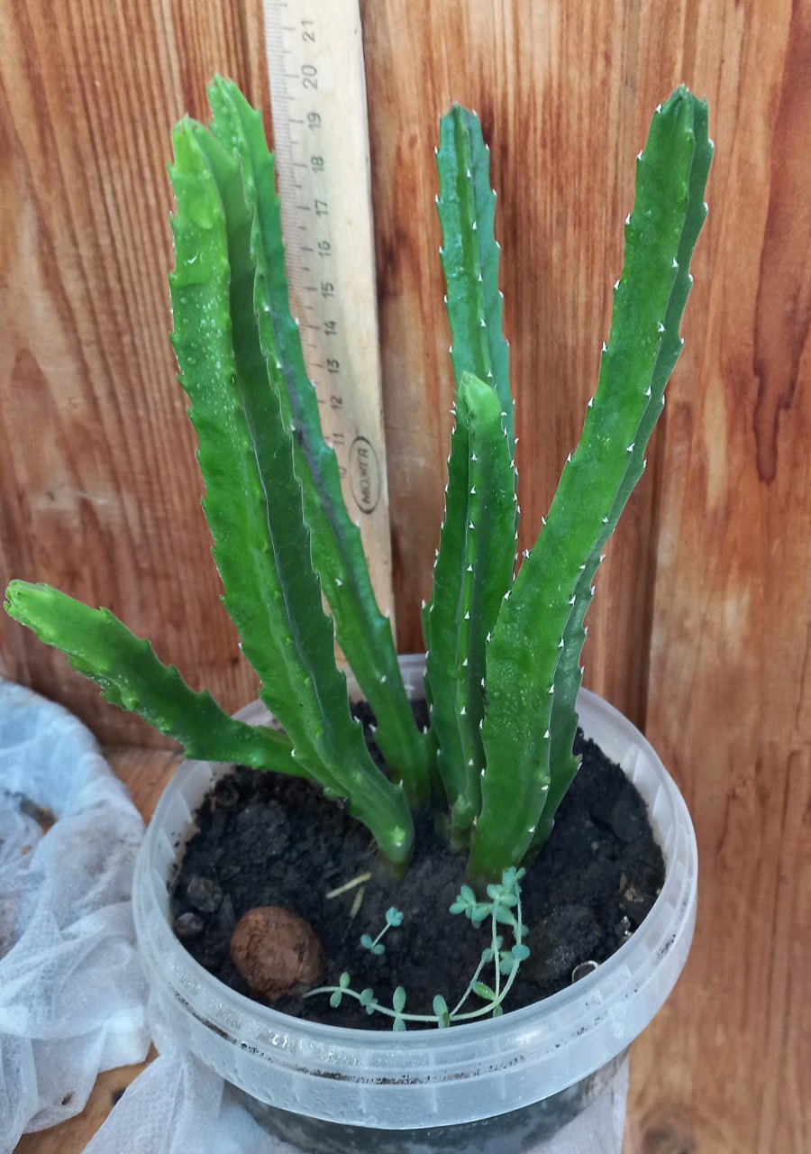 Стапелия (африканский суккулент) - частное объявление в Томск