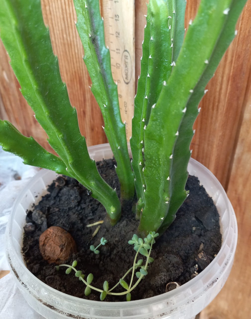 Стапелия (африканский суккулент) - Хобби и отдых в Томск - фото 2