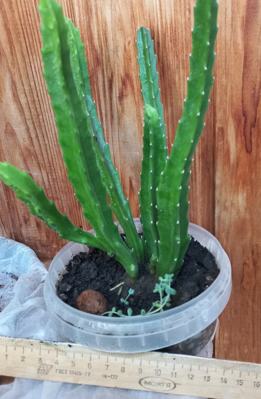 Стапелия (африканский суккулент) - Хобби и отдых в Томск - фото 3