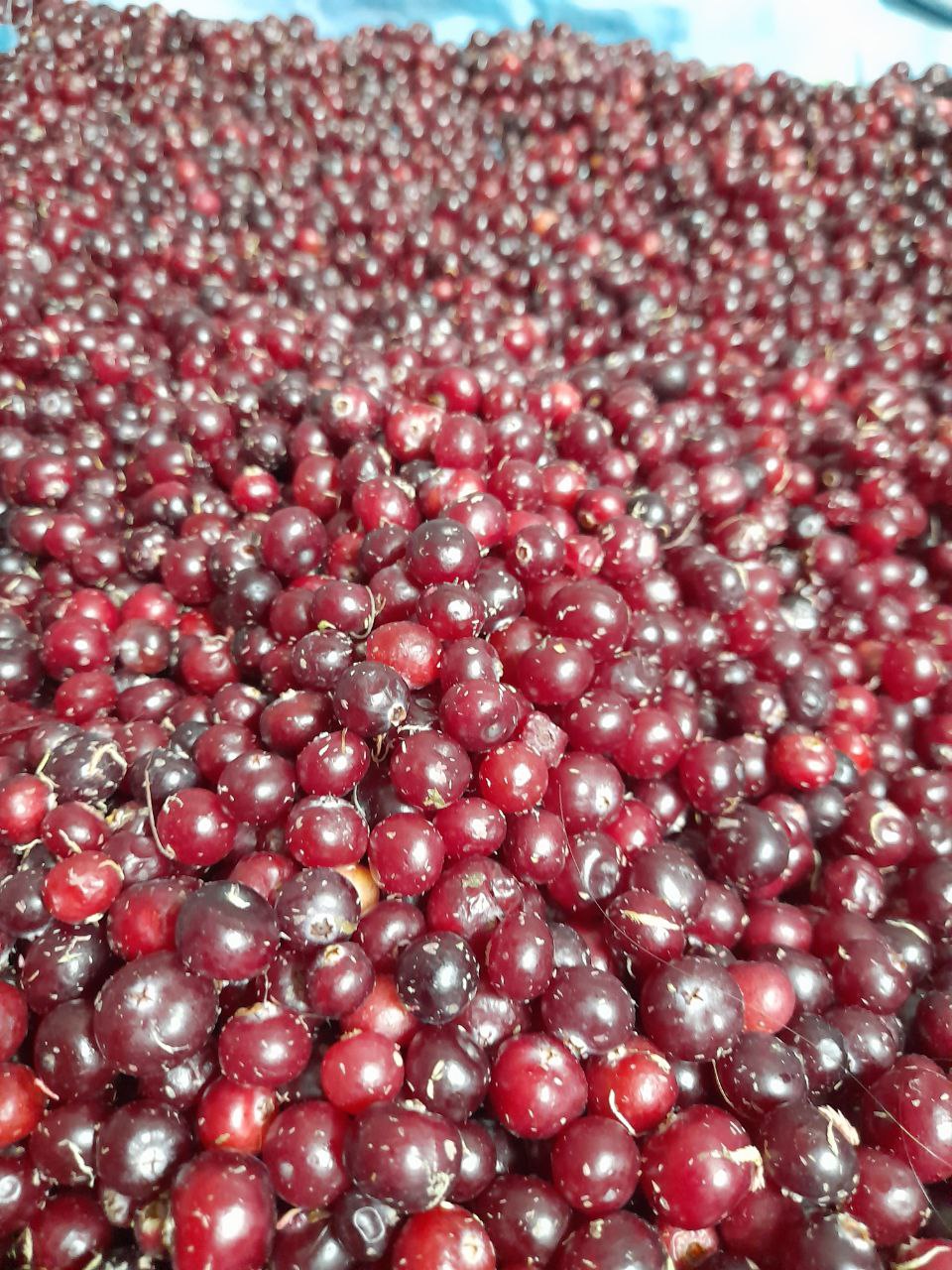 Свежая клюква из леса - частное объявление в Чебоксары