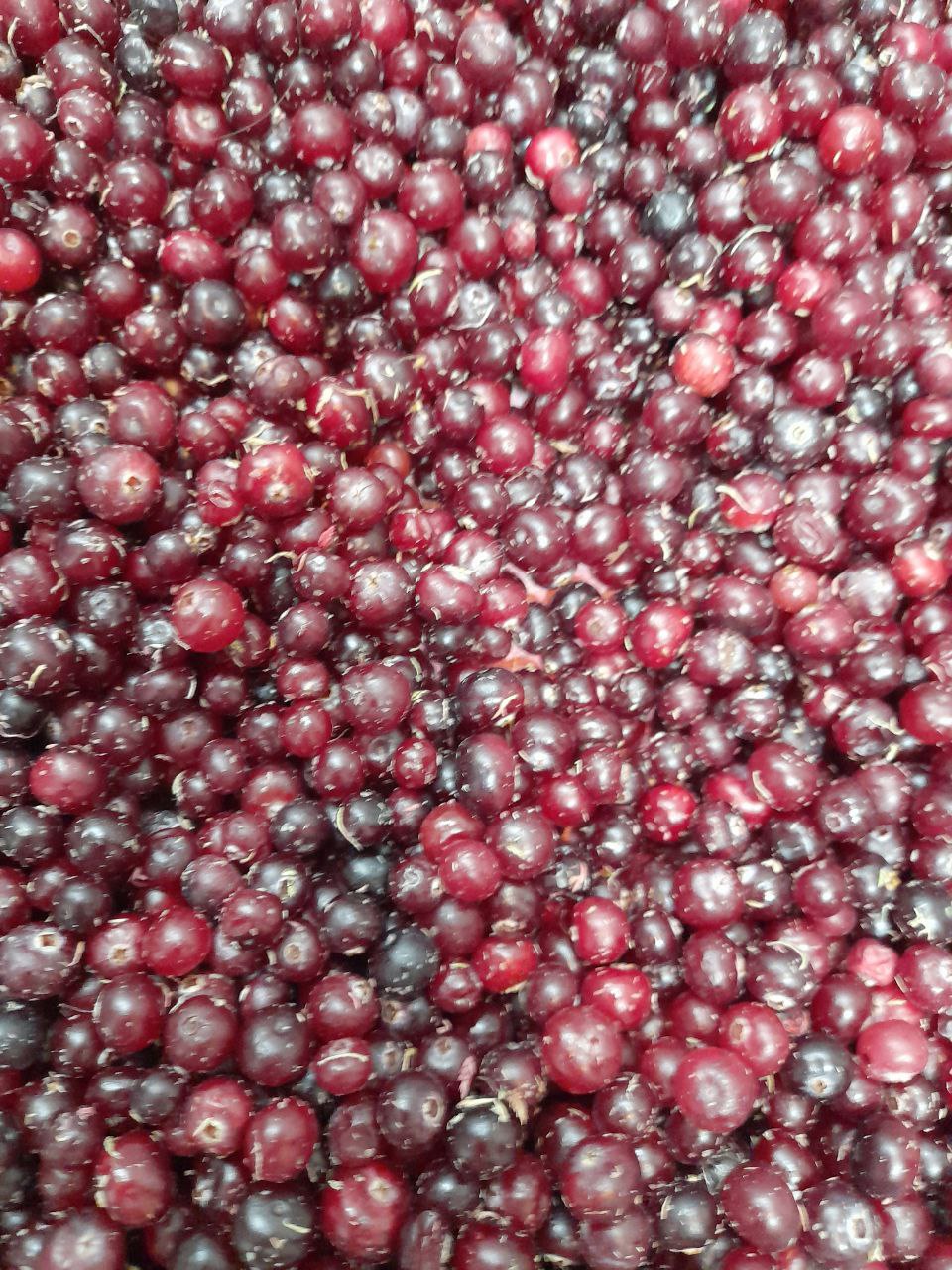 Продажа витаминной лесной клюквы - частное объявление в Чебоксары