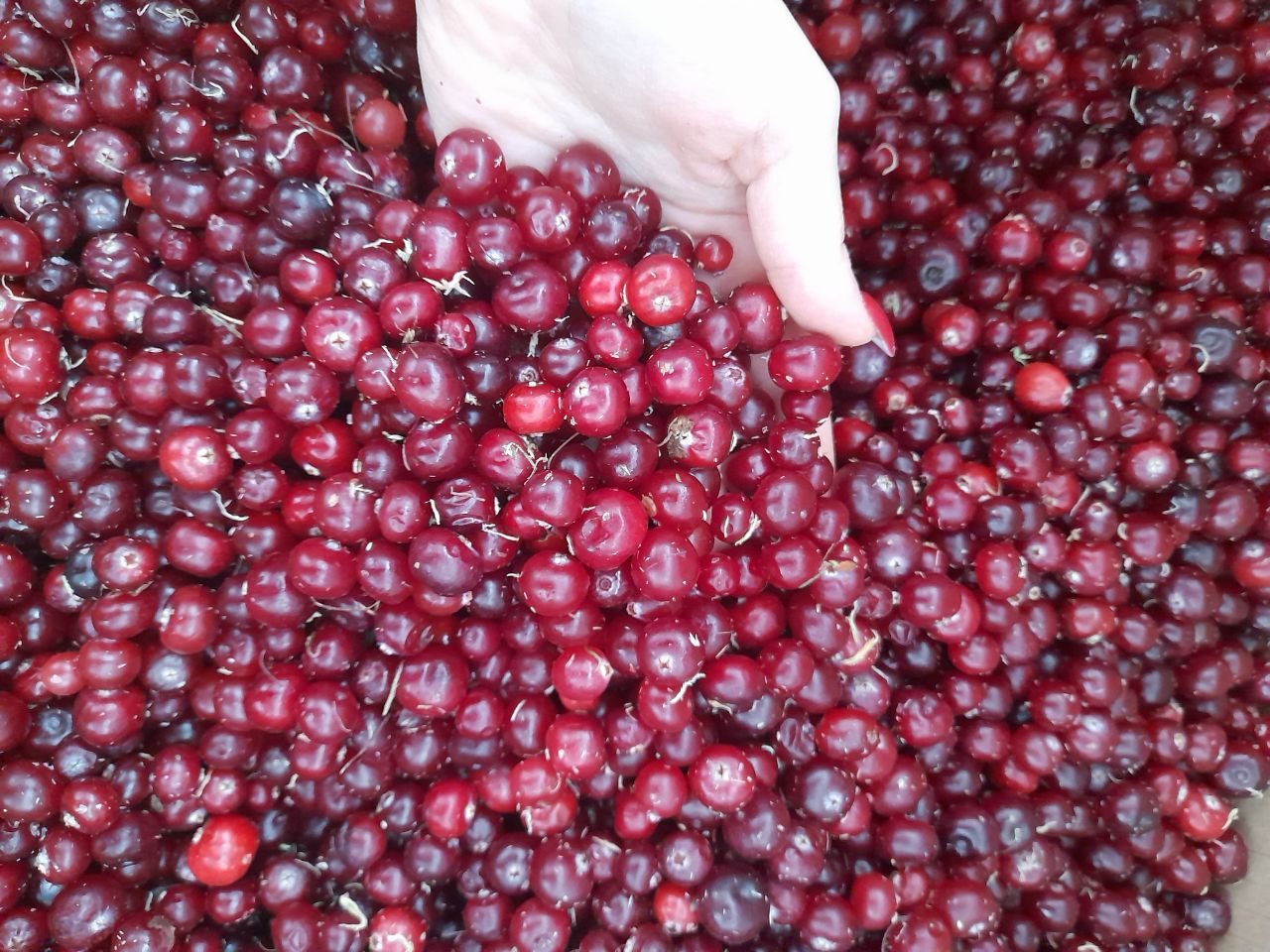 Лесная крупная клюква - частное объявление в Чебоксары