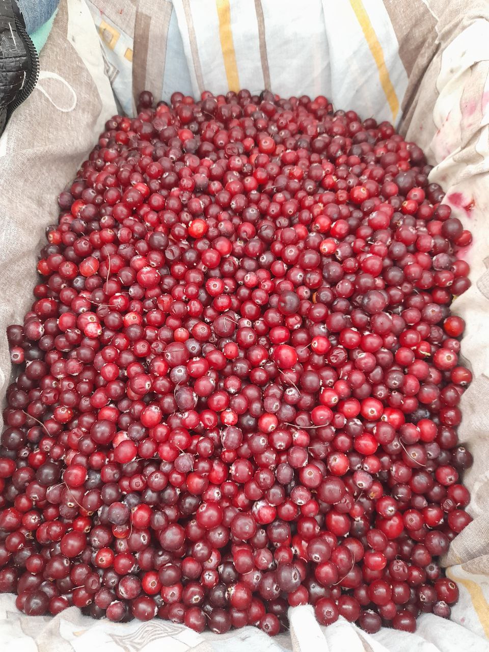 Сезон клюквы - Хобби и отдых в Чебоксары