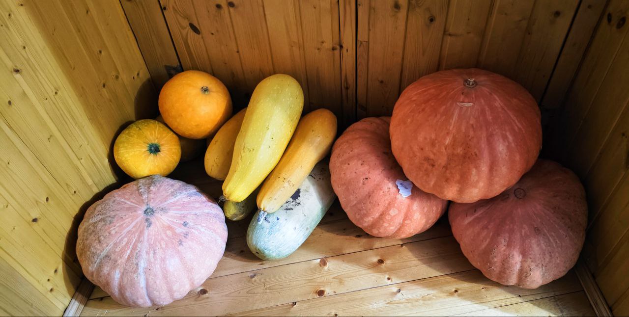 Продажа кабачков и тыквы - Для дома и дачи в Чебоксары