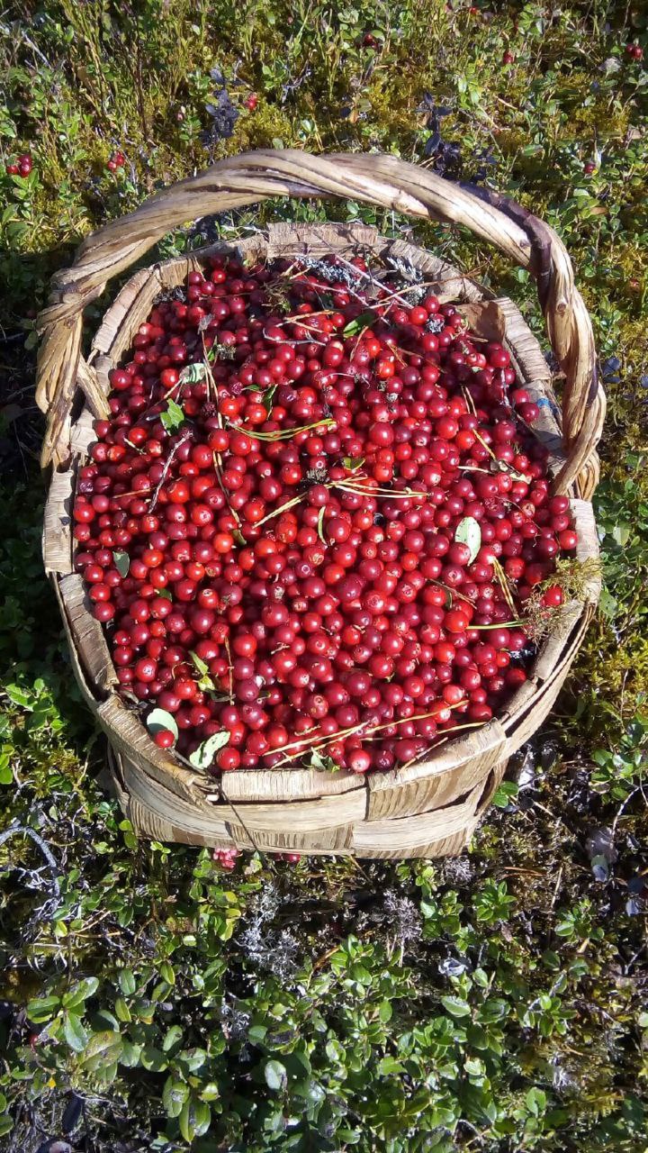 Продажа свежей клюквы - Хобби и отдых в Чебоксары