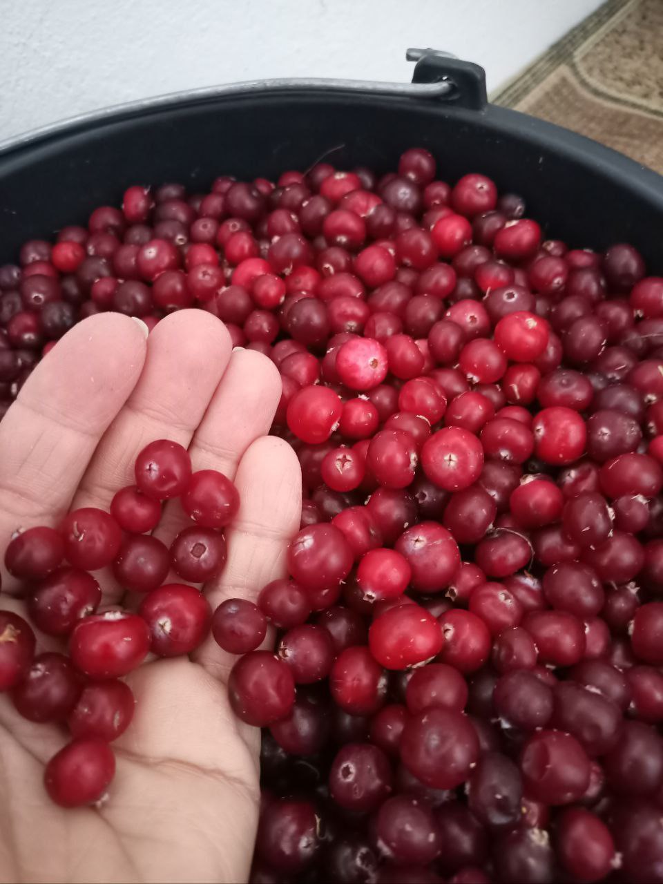 Продажа клюквы - Хобби и отдых в Чебоксары