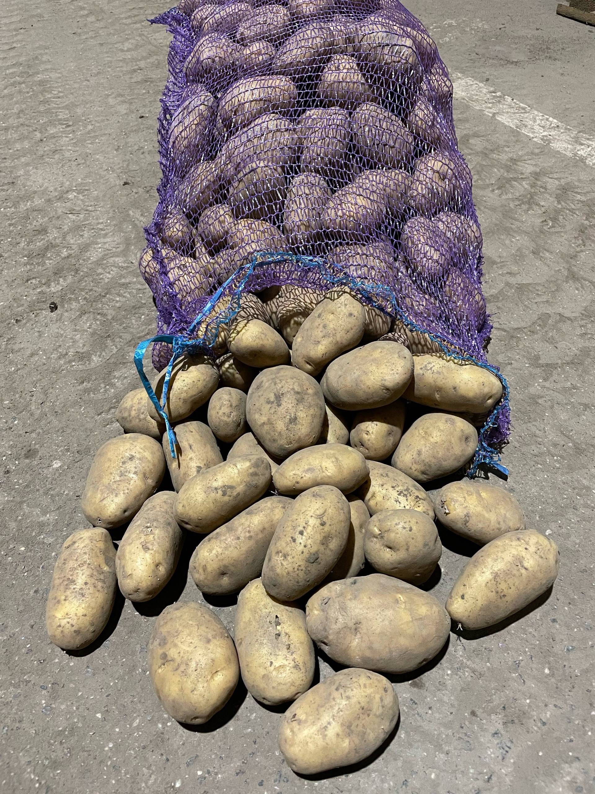 Картофель Джувел Коломбо - частное объявление в Дзержинск