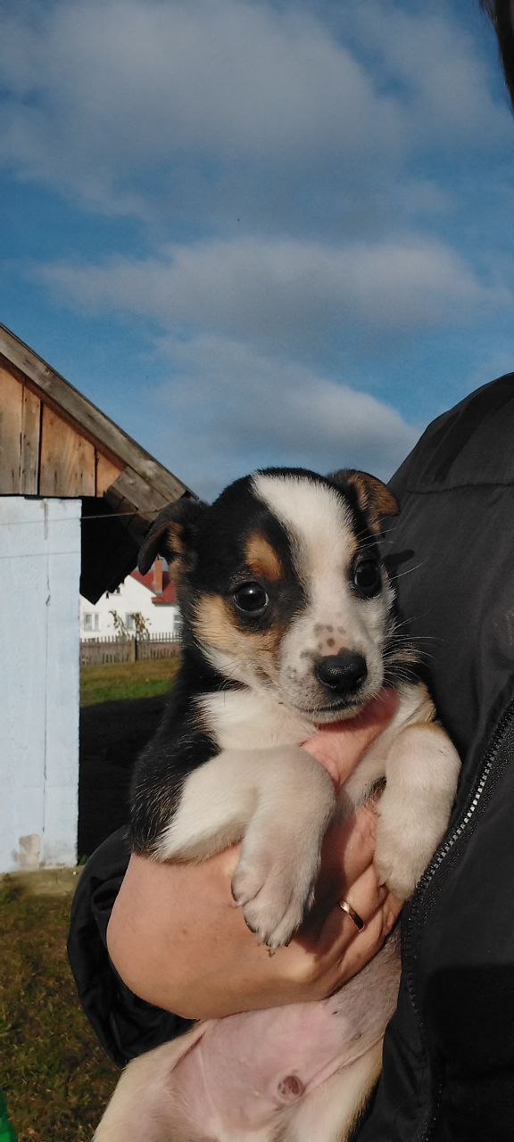 В хорошие руки мальчик небольших размеров - частное объявление в Дзержинск-Фаниполь