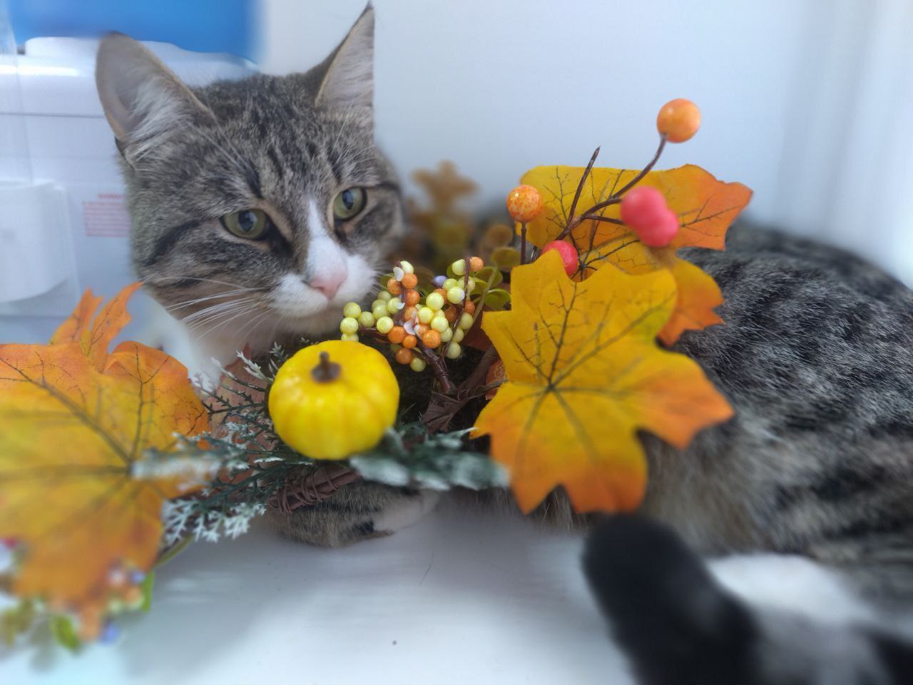 Барсук ищет дом - частное объявление в Дзержинск-Фаниполь