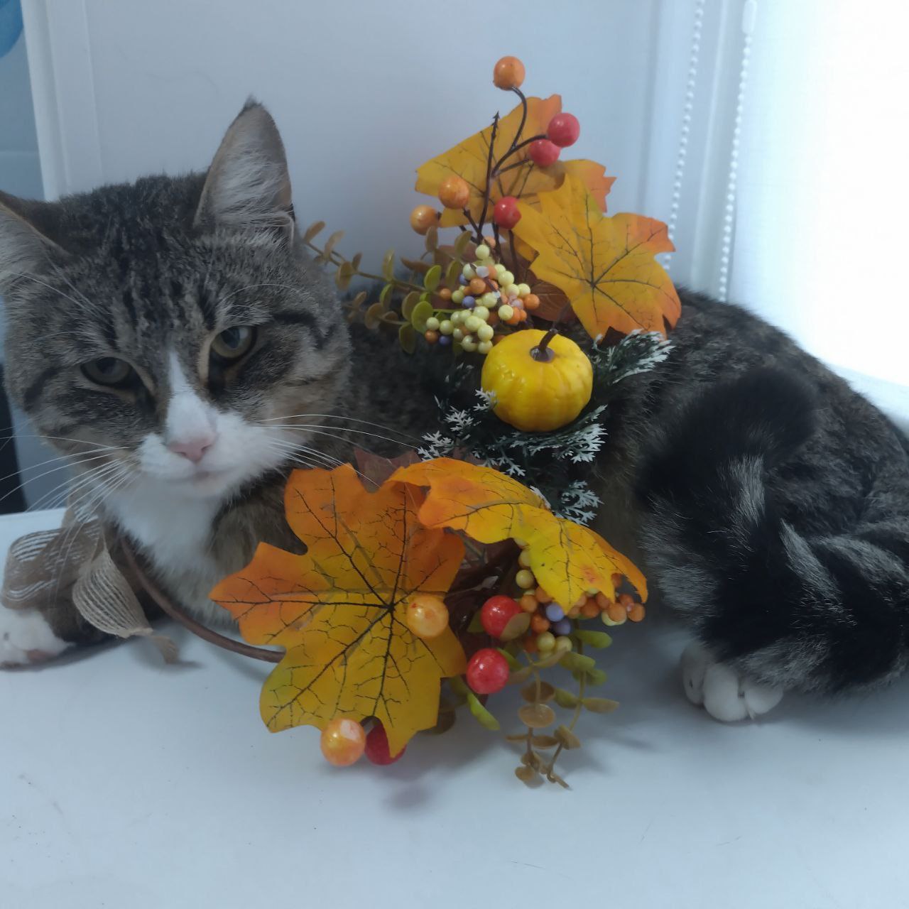 Барсук ищет дом - Животные в Дзержинск-Фаниполь - фото 2