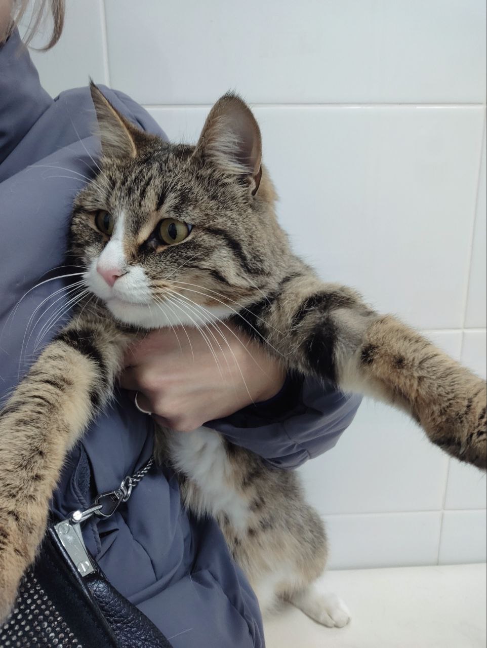 Барсук ищет дом - Животные в Дзержинск-Фаниполь - фото 3