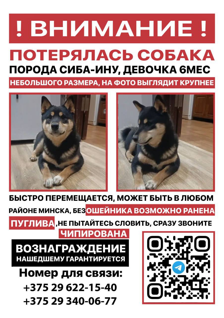 Потерянная собака в Дзержинске-Фаниполе - частное объявление в Дзержинск-Фаниполь