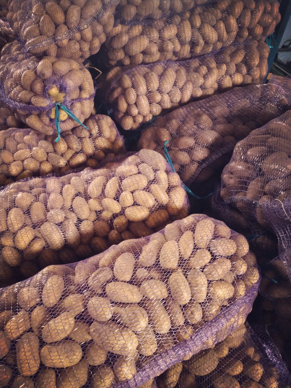 Картофель с доставкой до места хранения - Для дома и дачи в Дзержинск-Фаниполь