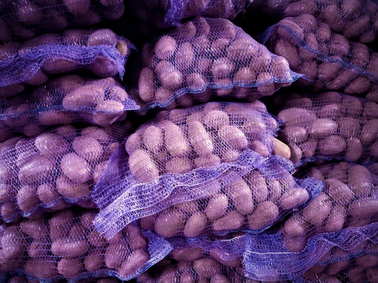 Картофель с доставкой до места хранения - Для дома и дачи в Дзержинск-Фаниполь - фото 2