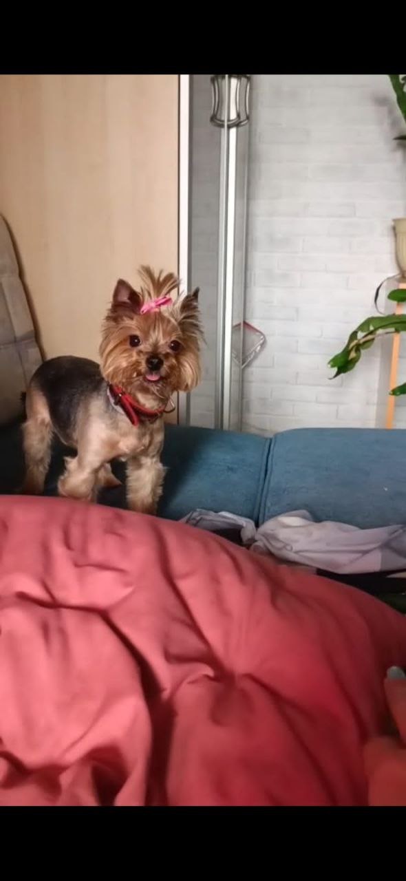 Потерялся йерк в Некрасовке - частное объявление в Люберцы