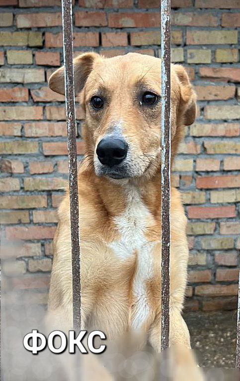 Ищем дом красавцу Фоксу - частное объявление в Пенза