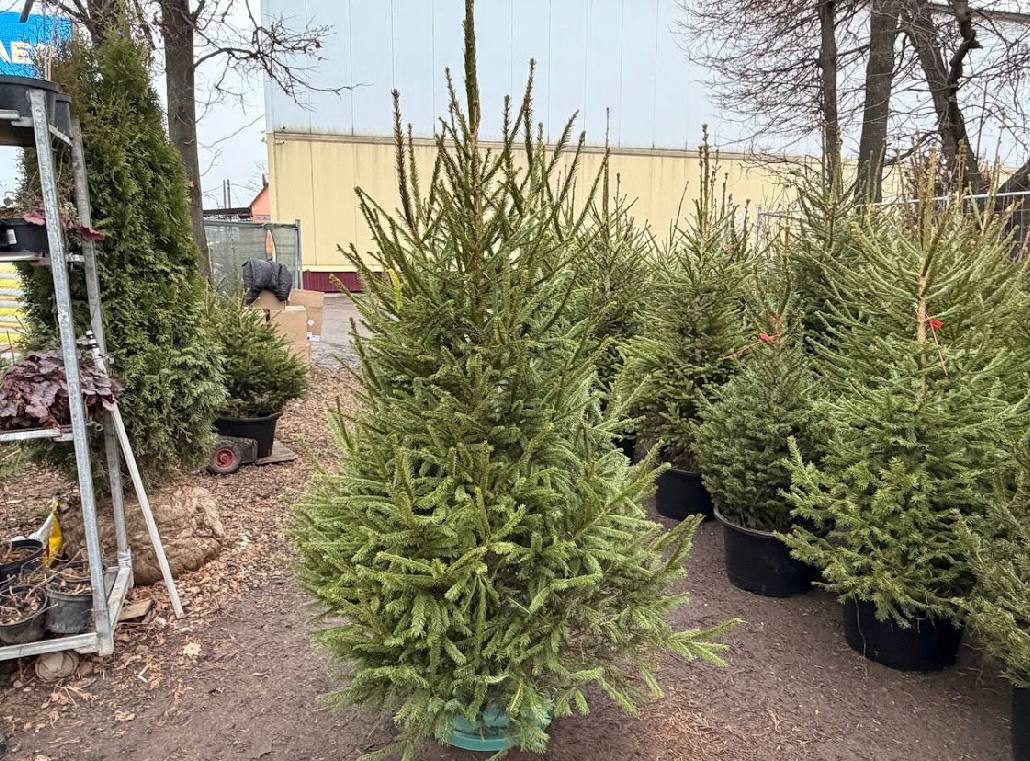 Свежая зеленая ель - частное объявление в Москва