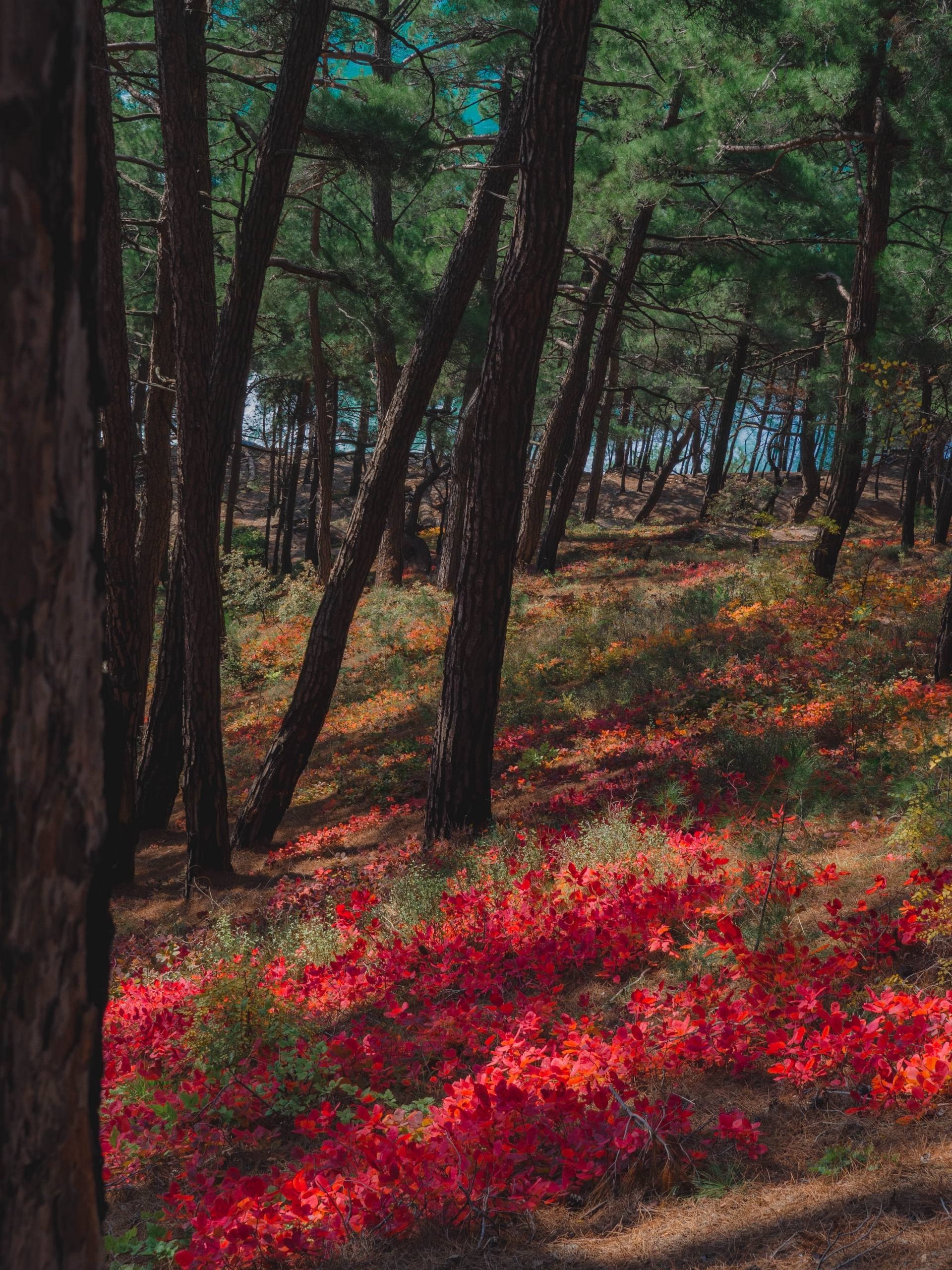 Голубая Бездна под Геленджиком - Хобби и отдых в Геленджик - фото 5