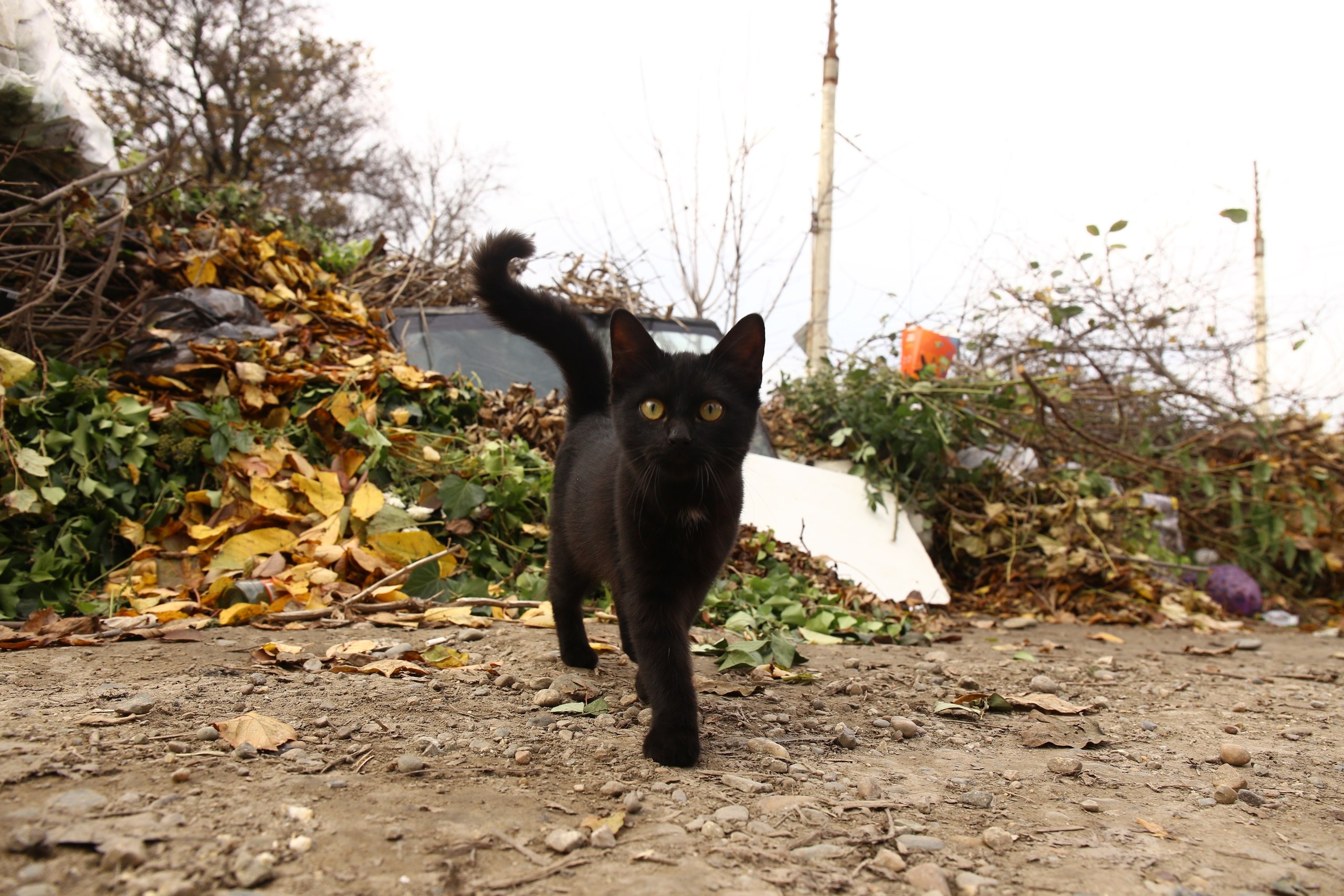 День защиты чёрных котов - Хобби и отдых в Армавир