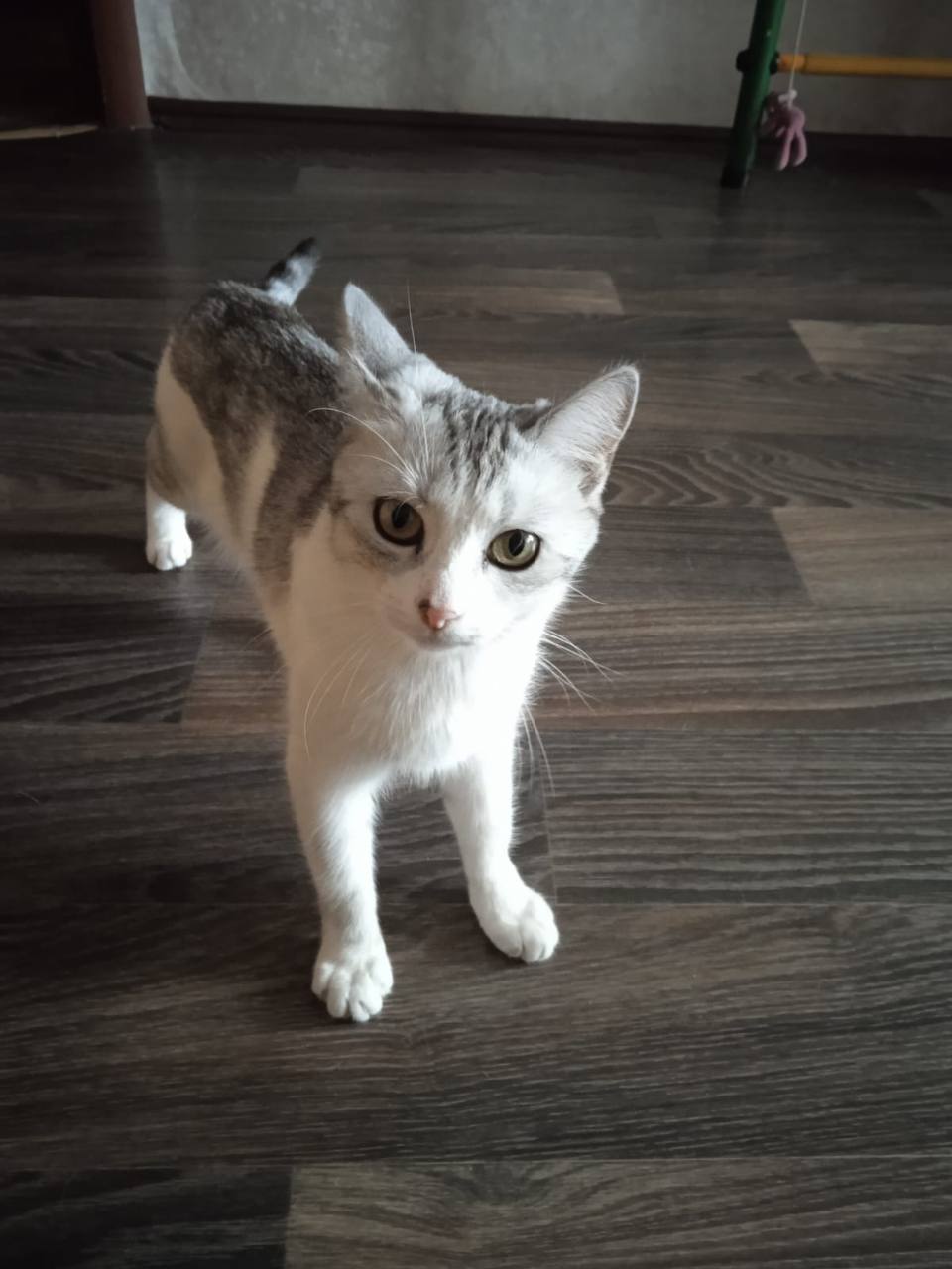 Кошечкам грозит улица - частное объявление в Саратов