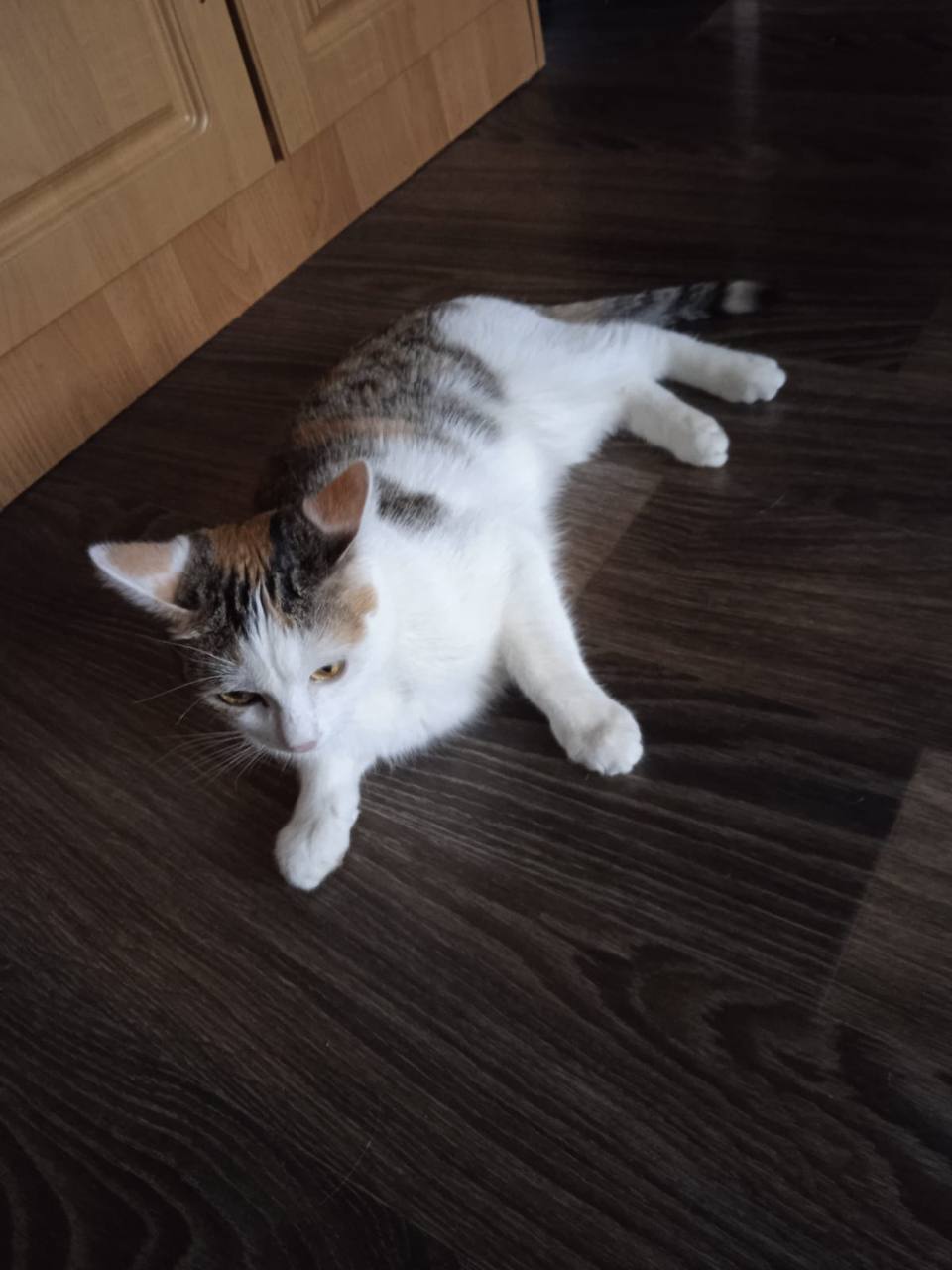 Кошечкам грозит улица - Животные в Саратов - фото 3