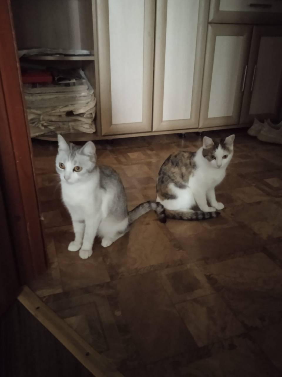 Кошечкам грозит улица - Животные в Саратов - фото 4