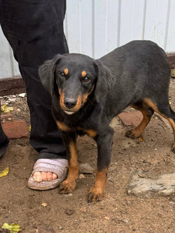 Ищет дом очаровательная девочка-подросток - частное объявление в Саратов