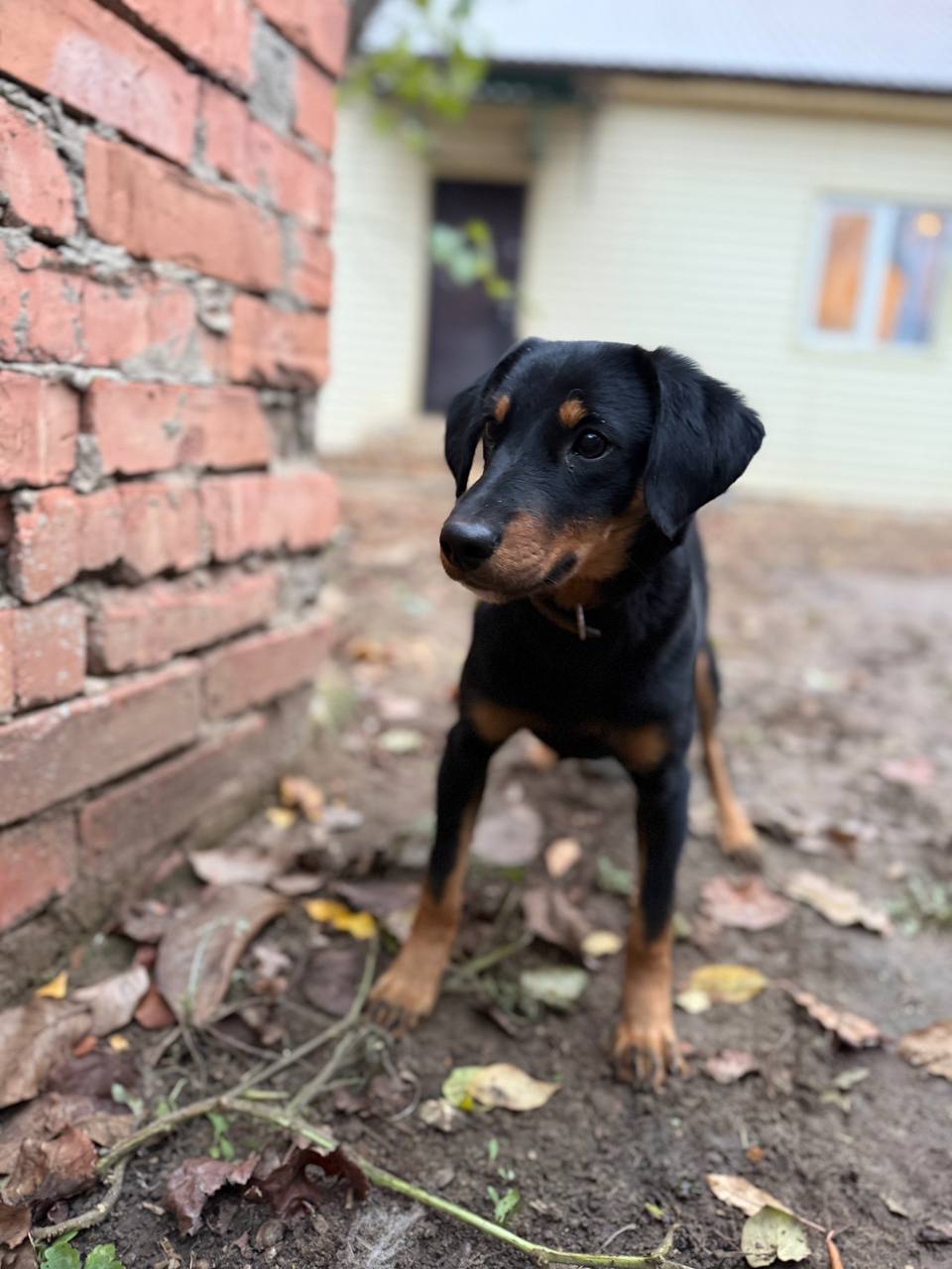 Ищем дом для метиса ягдтерьера - частное объявление в Саратов/Энгельс