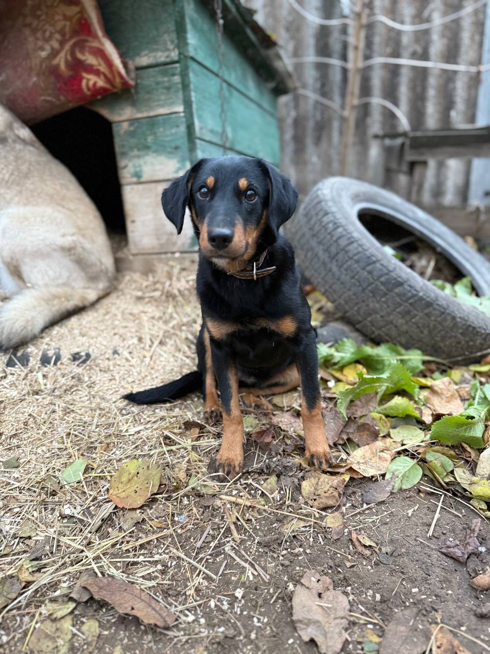 Ищем дом для метиса ягдтерьера - Животные в Саратов/Энгельс - фото 3