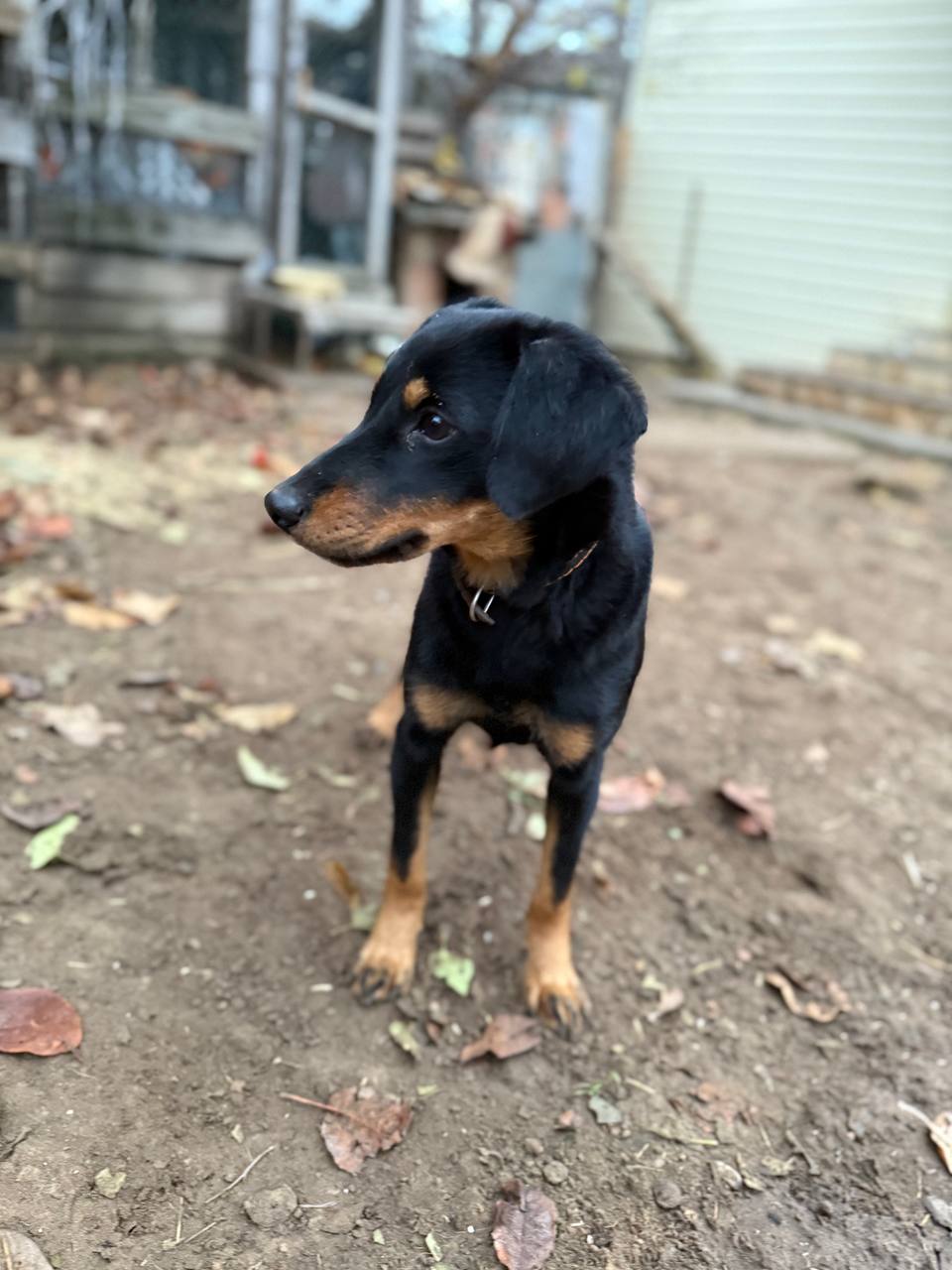 Ищем дом для метиса ягдтерьера - Животные в Саратов/Энгельс - фото 4