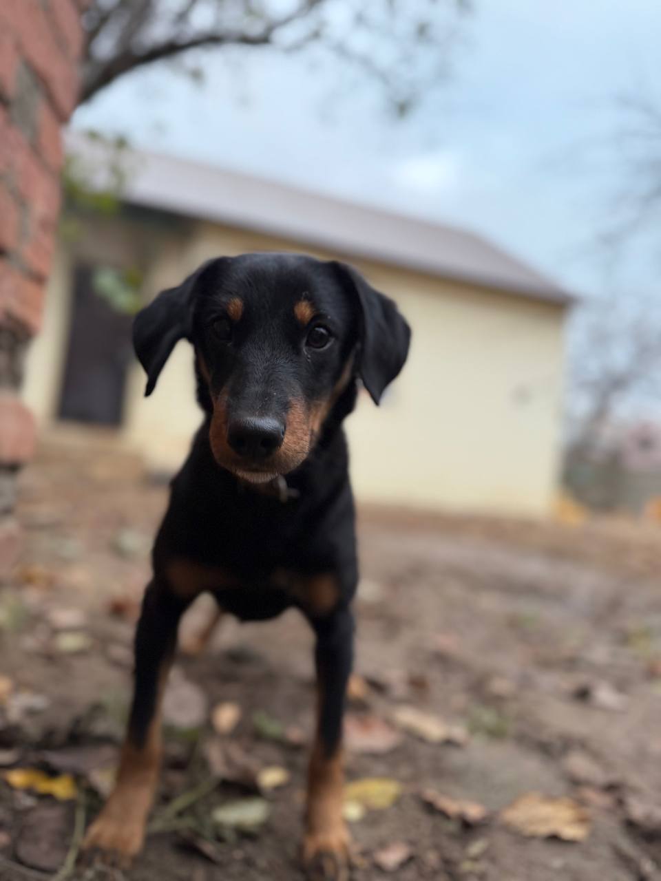 Ищем дом для метиса ягдтерьера - Животные в Саратов/Энгельс - фото 5