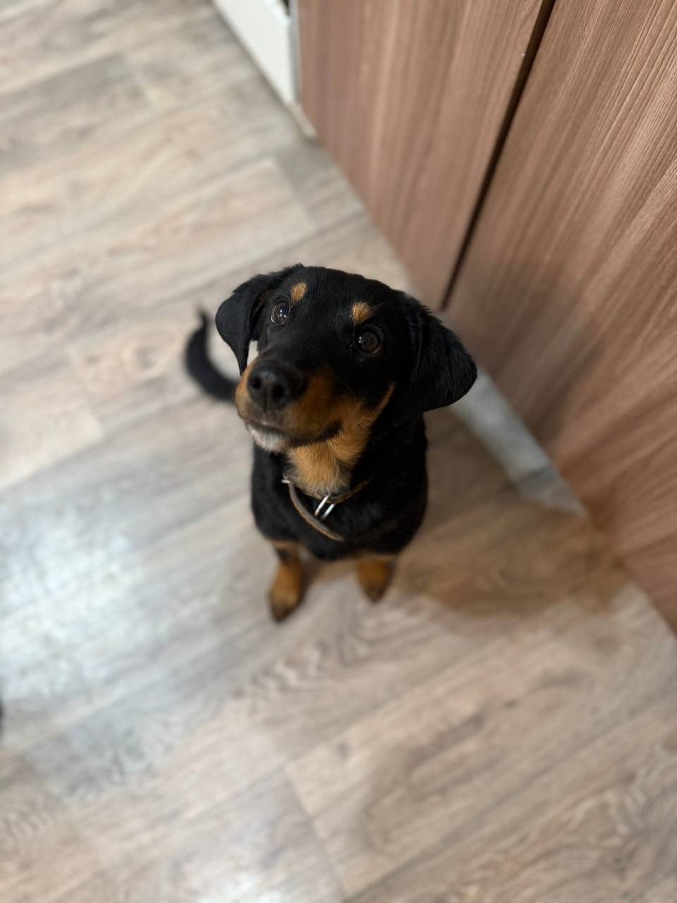 Щенок Мишель ищет семью - частное объявление в Энгельс