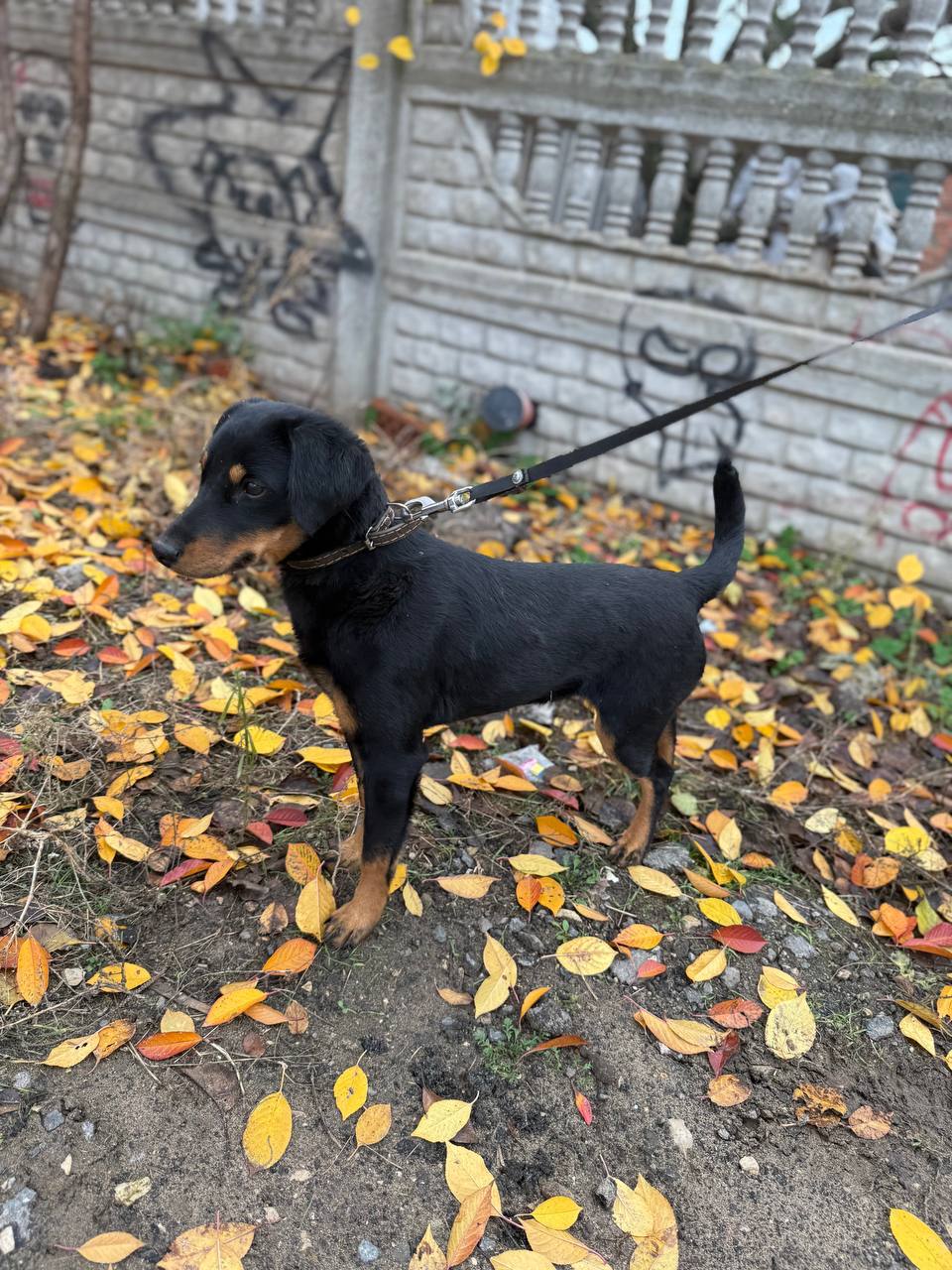 Щенок Мишель ищет семью - Животные в Энгельс - фото 3