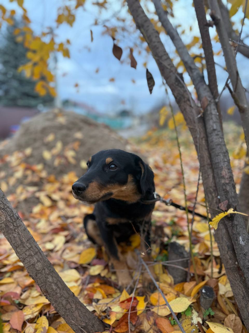 Щенок Мишель ищет семью - Животные в Энгельс - фото 4