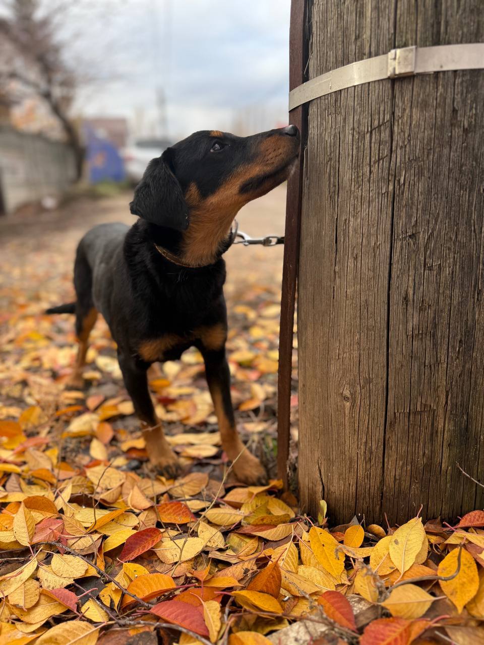 Щенок Мишель ищет семью - Животные в Энгельс - фото 5