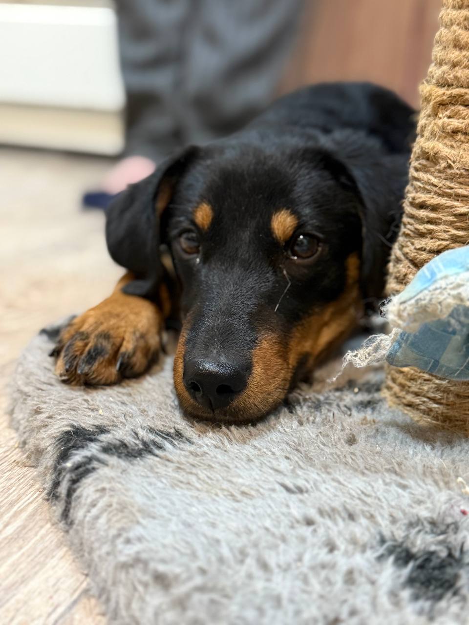 Щенок Мишель ищет семью - Животные в Энгельс - фото 6